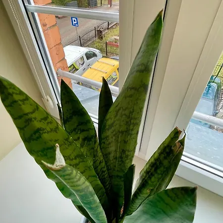 Apartamento Ceglany Kołobrzeg